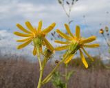 Смотреть галерею субтаксонов Изображение особи