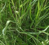 Смотреть изображение Tragopogon pratensis