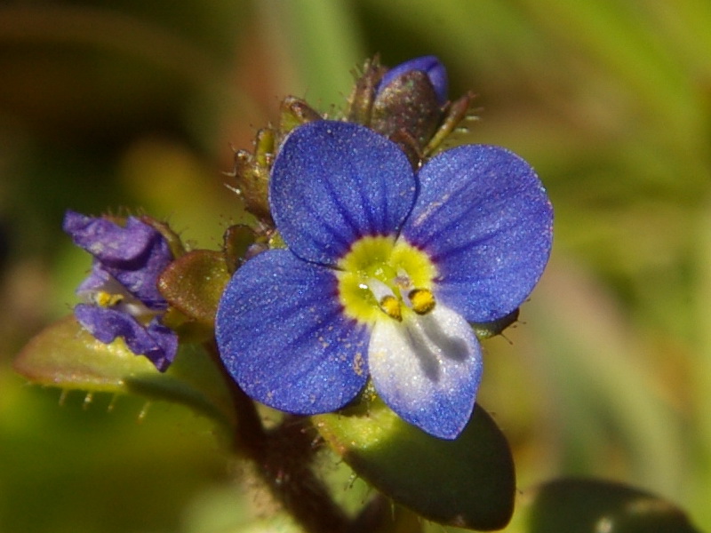 Image of Veronica acinifolia specimen.