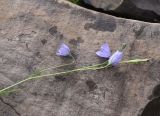 View full-size image Campanula stevenii