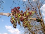 Fraxinus excelsior