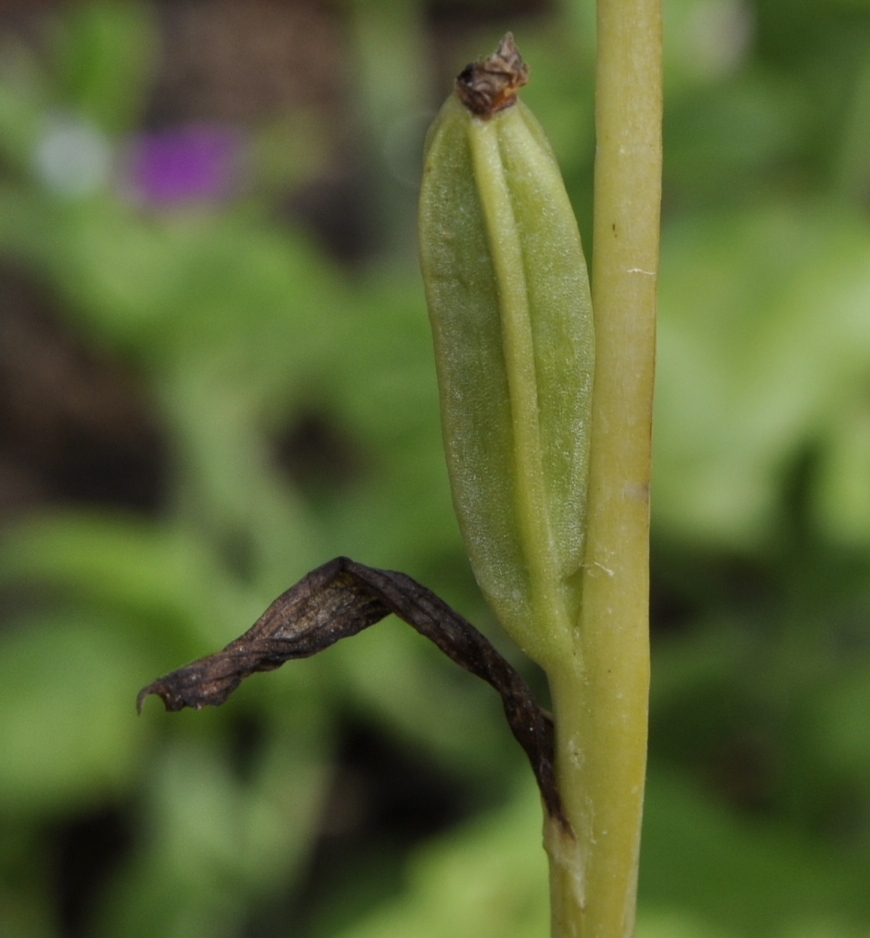 Image of Ophrys mammosa specimen.