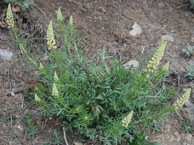 Image of Reseda lutea specimen.