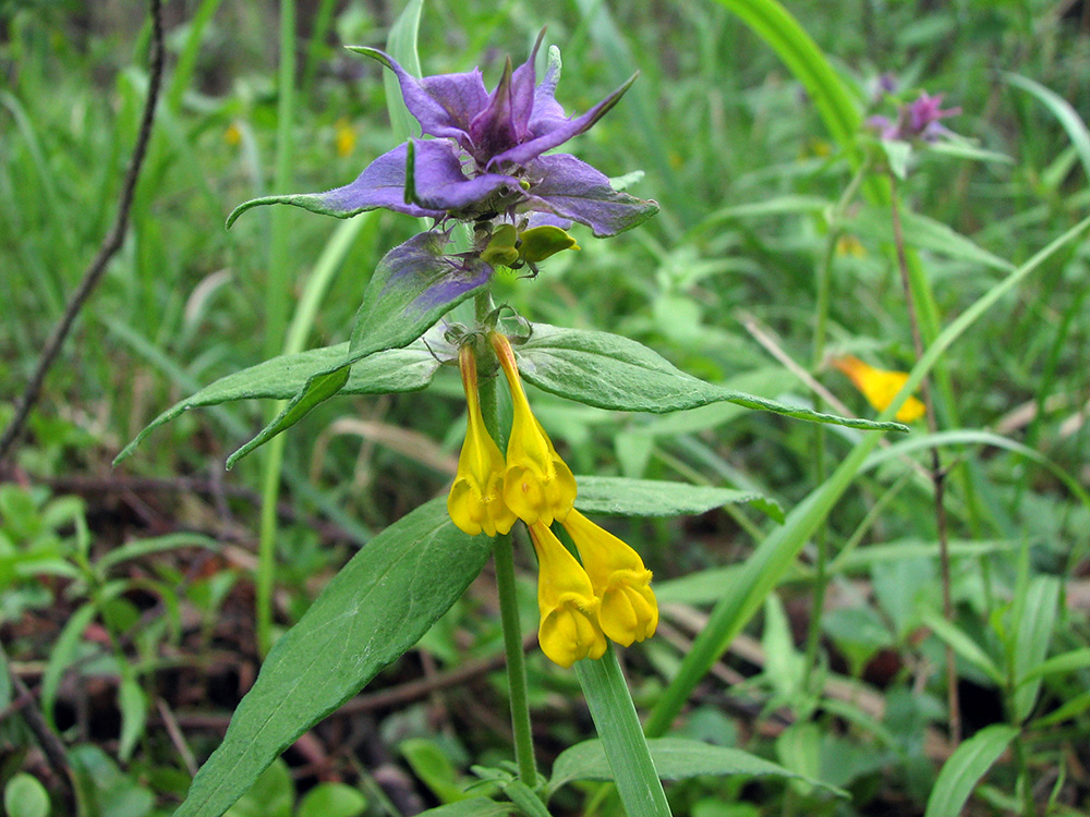 Image of Melampyrum nemorosum specimen.