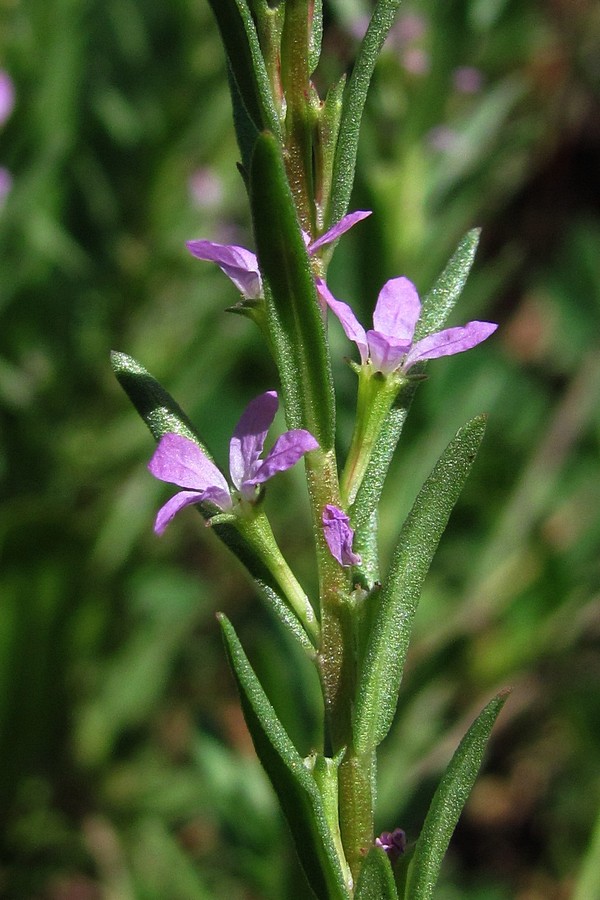 Изображение особи Lythrum melanospermum.