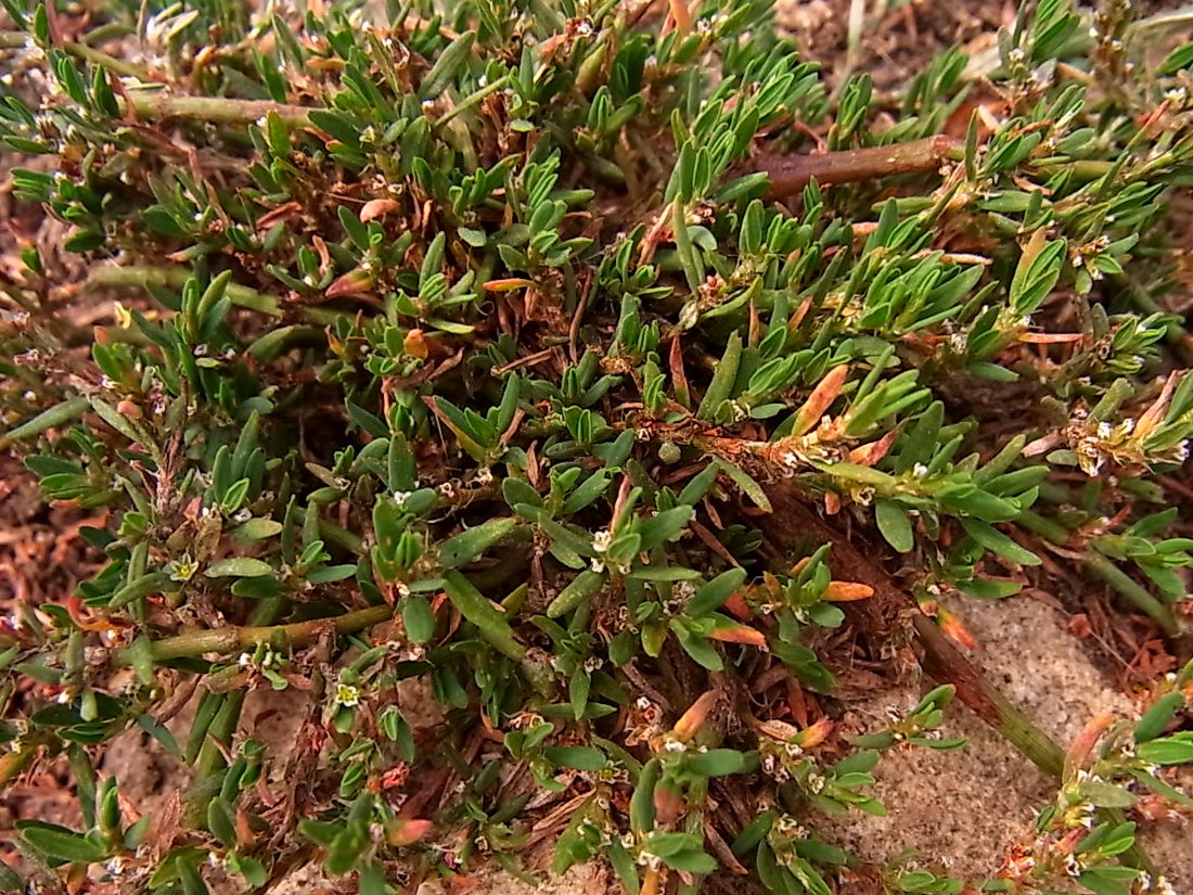 Image of Polygonum rurivagum specimen.