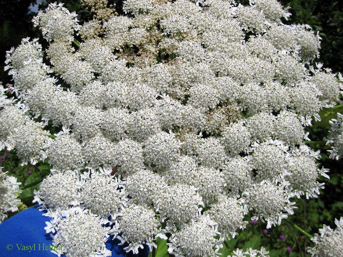 Image of Heracleum mantegazzianum specimen.