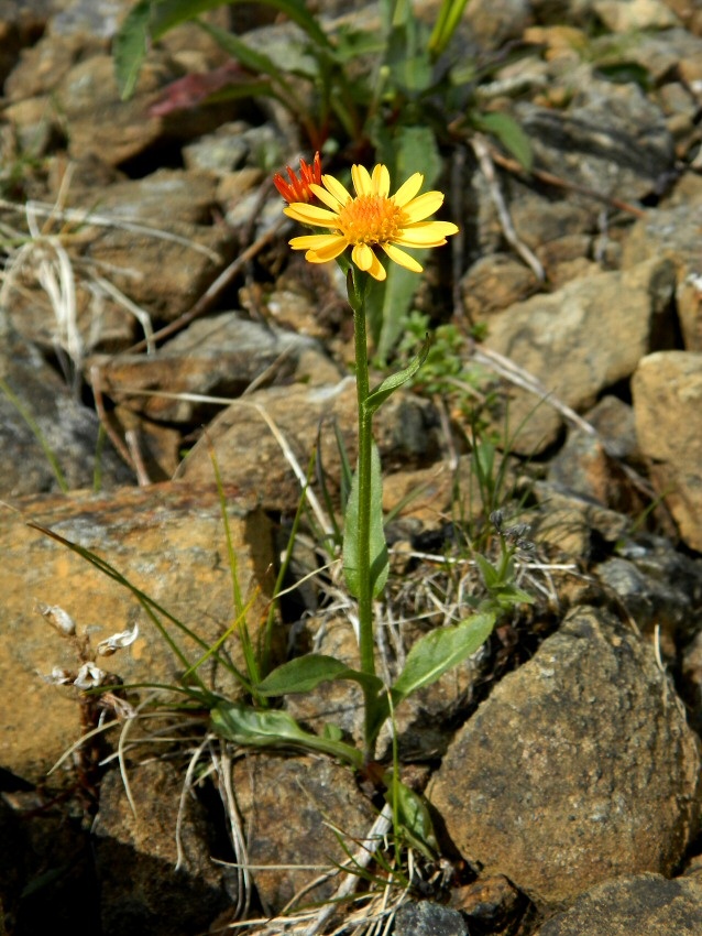 Image of genus Tephroseris specimen.