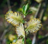 Salix phylicifolia. Побег с мужскими соцветиями. Московская обл., Раменский р-н, окр. д. Хрипань, просека под ЛЭП. 10.05.2011.