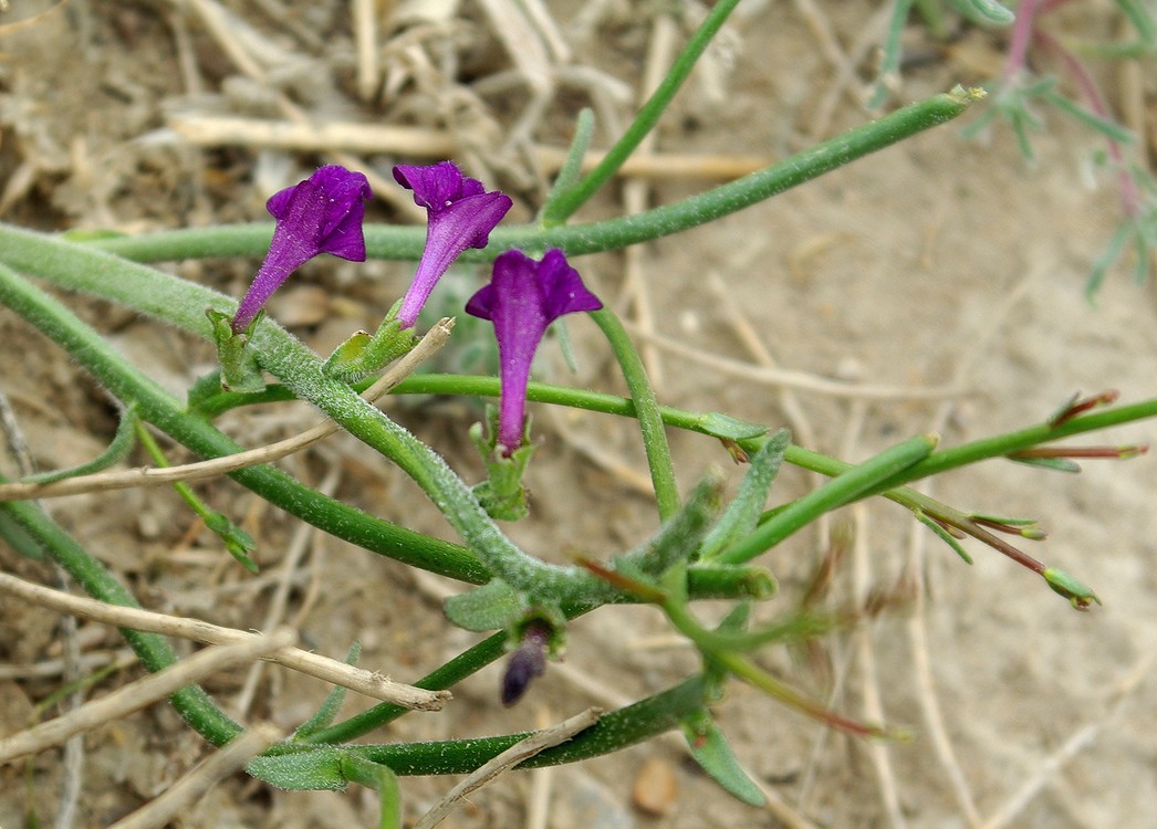 Image of Dodartia orientalis specimen.