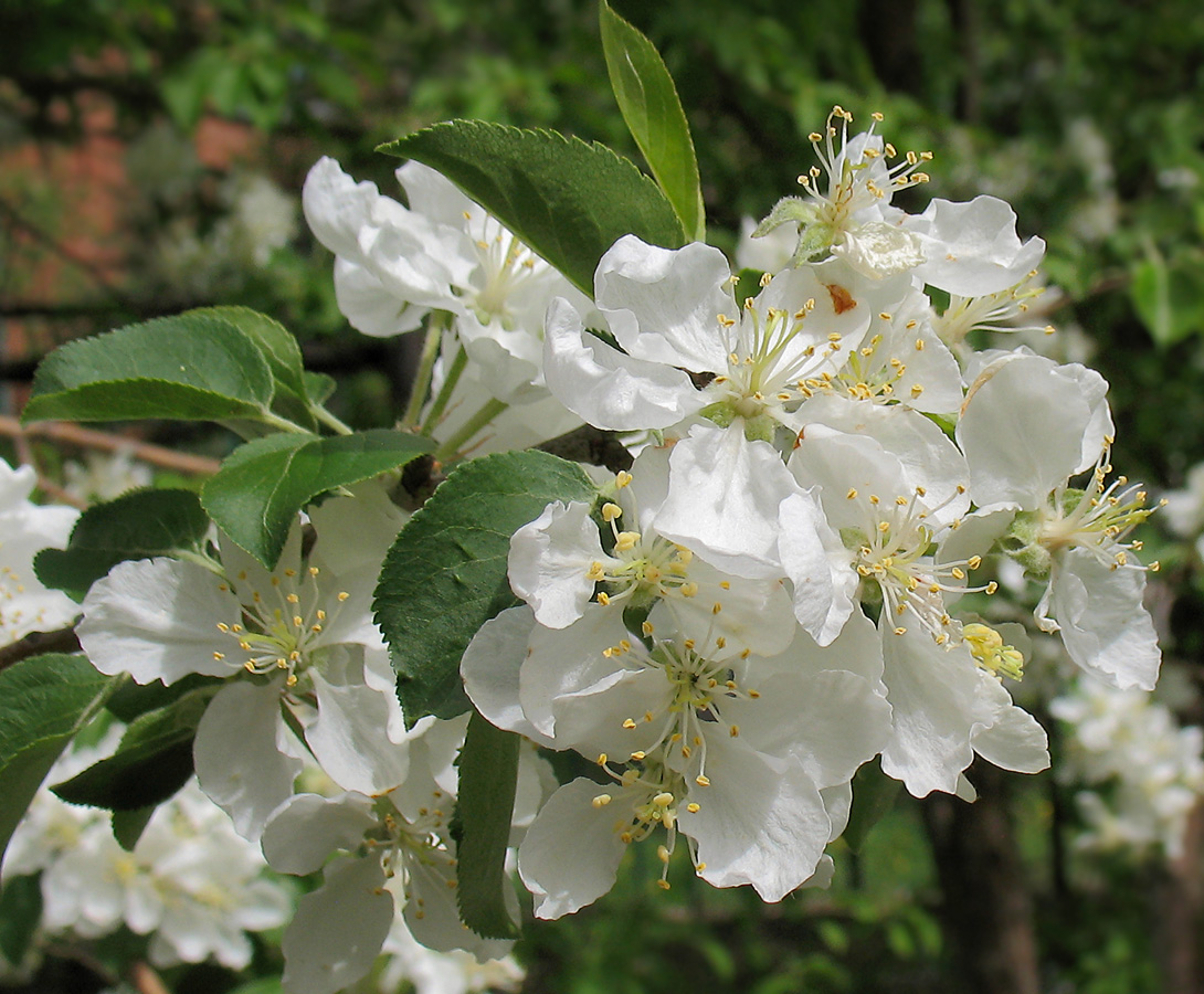 Изображение особи Malus domestica.