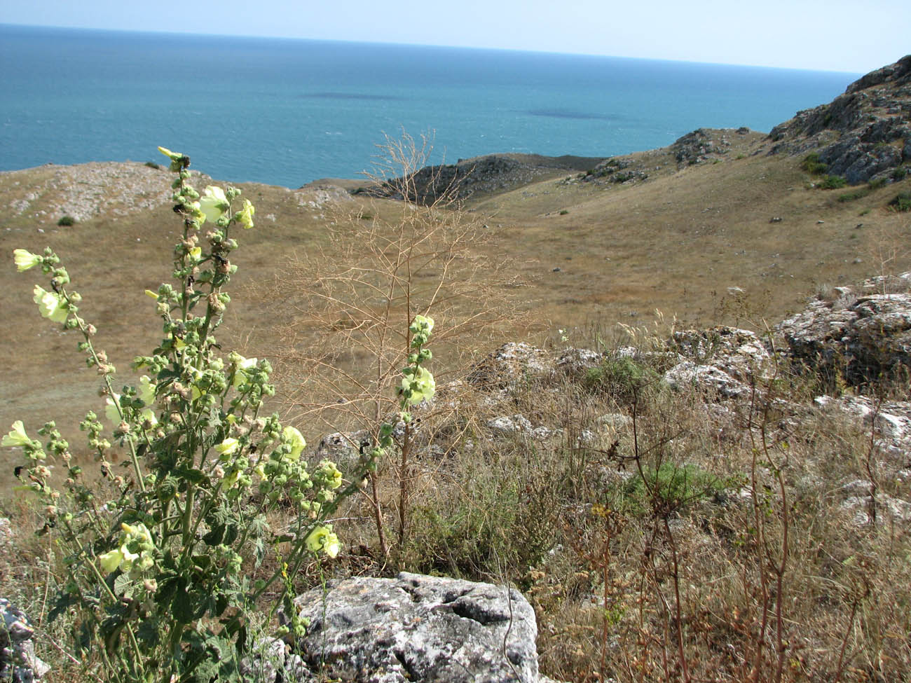 Image of Alcea rugosa specimen.