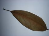 Magnolia grandiflora. Опавший лист (вид снизу). Абхазия, Гудаутский р-н, г. Новый Афон, Иверская гора, личное подворье. 23 июля 2008 г.