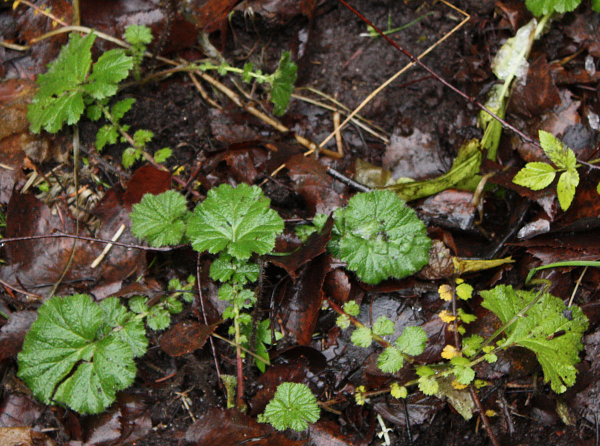 Image of Geum macrophyllum specimen.