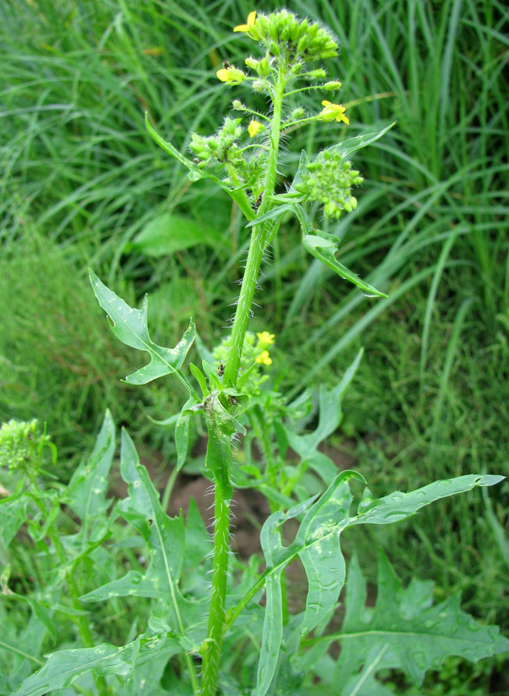 Изображение особи Sisymbrium loeselii.