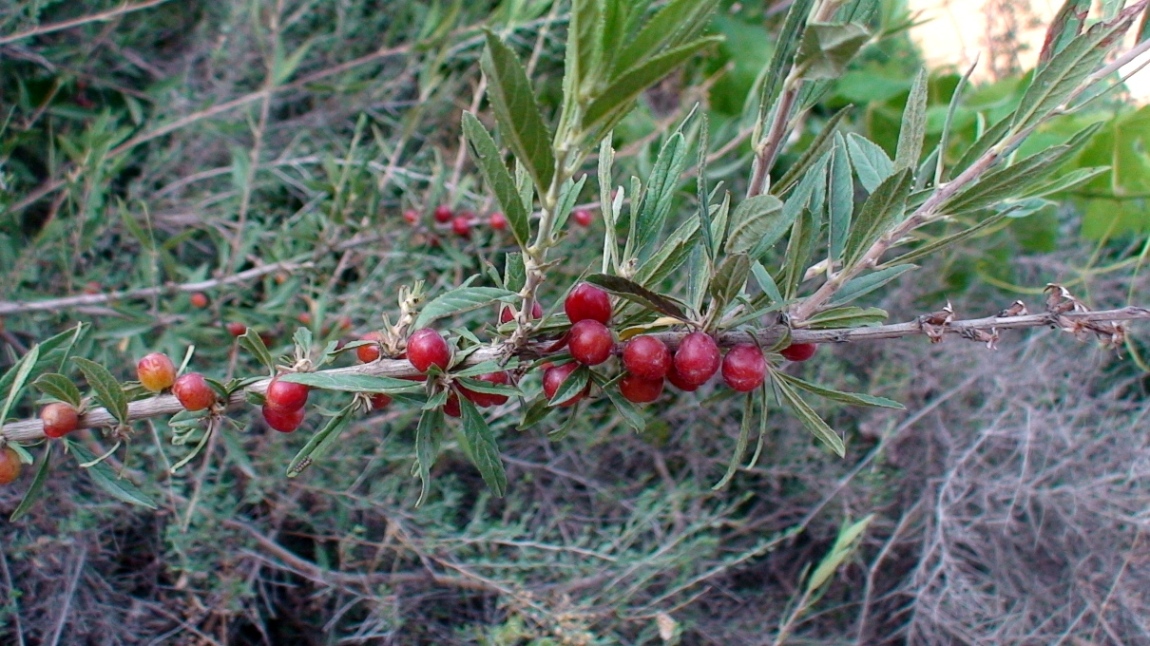 Image of genus Cerasus specimen.