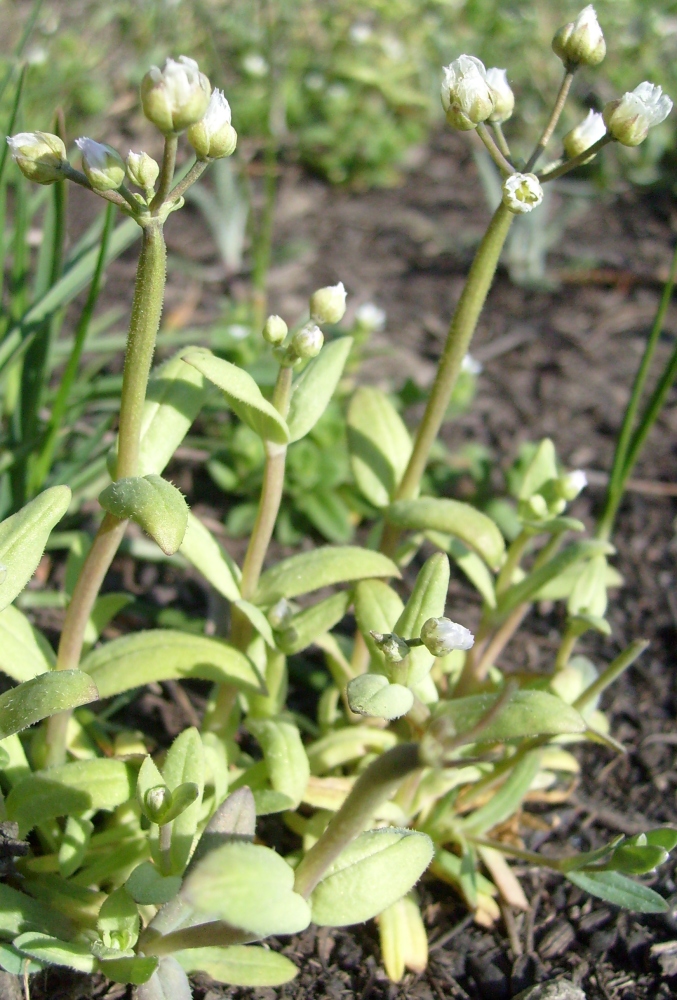 Image of Holosteum umbellatum specimen.