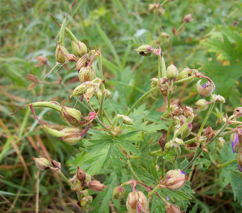 Image of Geranium pratense specimen.