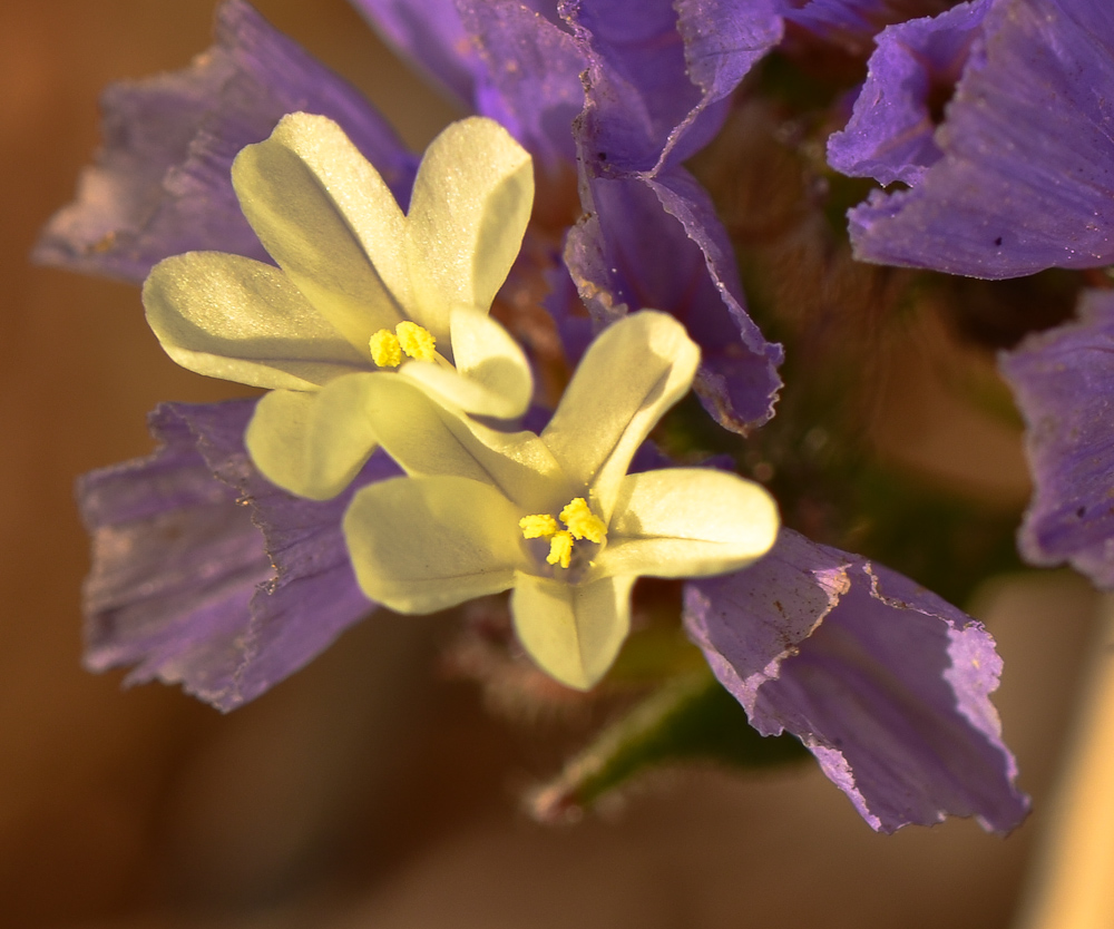 Image of Limonium sinuatum specimen.