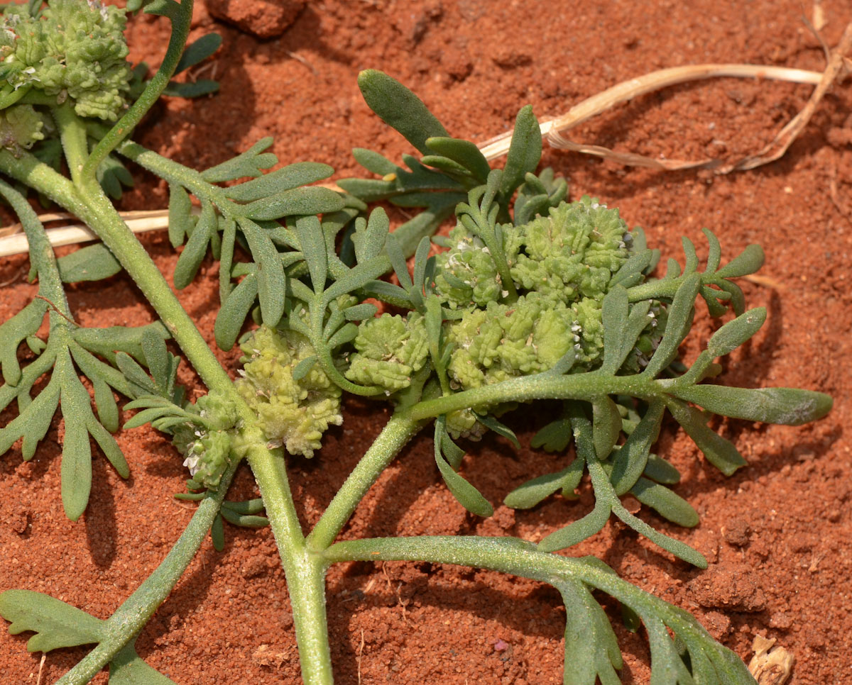 Image of Coronopus squamatus specimen.