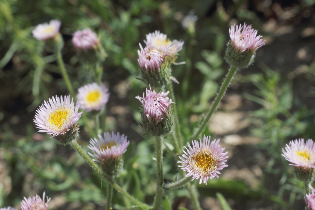 Изображение особи Erigeron pseudoseravschanicus.