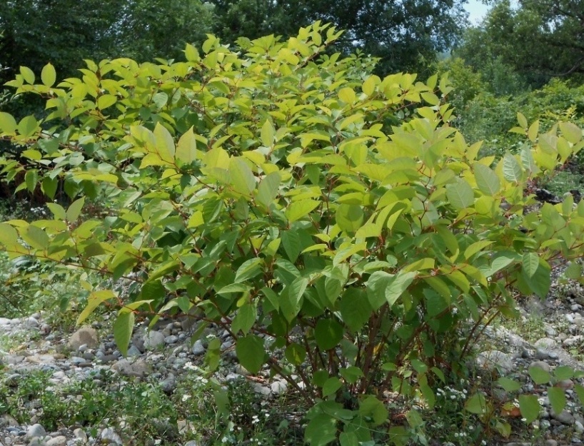 Image of Reynoutria japonica specimen.