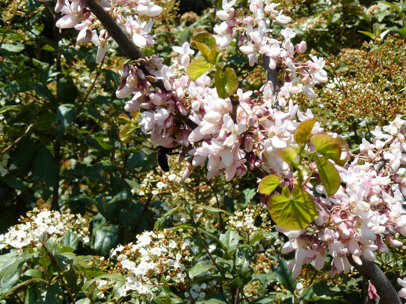 Изображение особи Cercis siliquastrum.