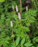 Equisetum sylvaticum. Спороносные побеги среди листьев Anthriscus sylvestris. Московская обл., Раменский р-н, окр. ж/платформы Хрипань, смешанный лес у ЛЭП. 11.05.2012.