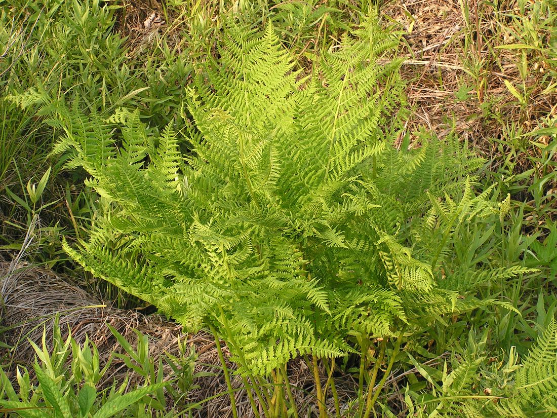 Image of Athyrium filix-femina specimen.