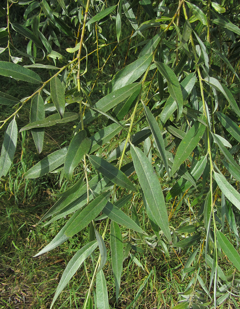 Image of Salix alba specimen.