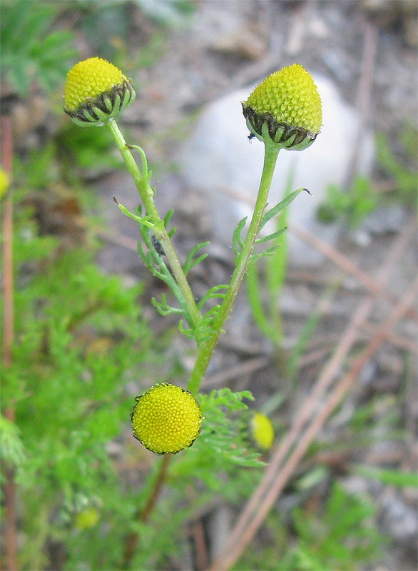 Image of Matricaria aurea specimen.