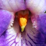 Viola × vindobonensis. Часть цветка. Ростовская обл., г. Таганрог. 05.04.2013.