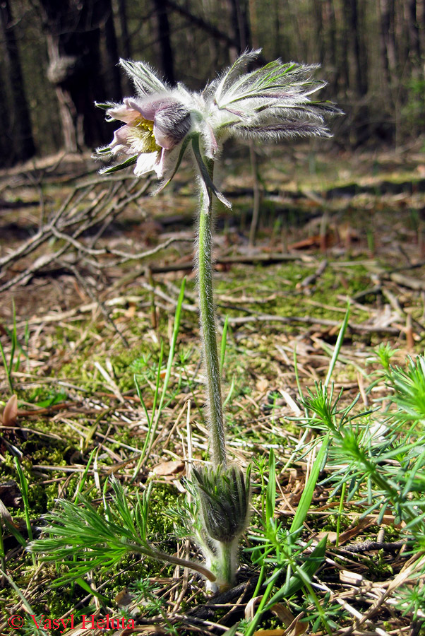 Image of Pulsatilla &times; wolfgangiana specimen.