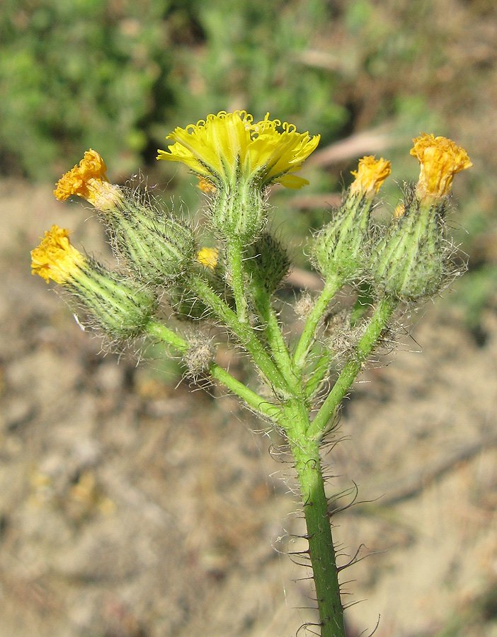 Image of genus Pilosella specimen.