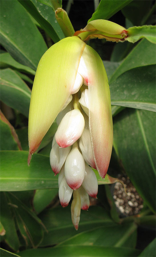 Image of Alpinia zerumbet specimen.