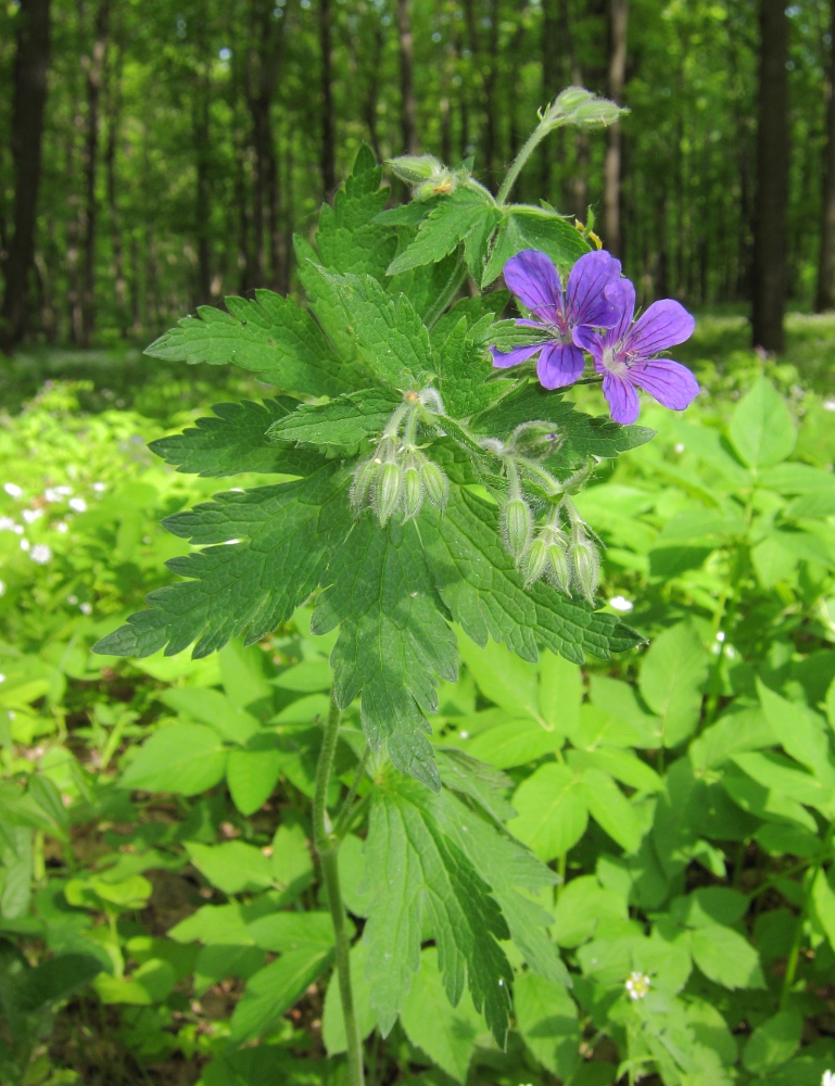 Изображение особи Geranium sylvaticum.