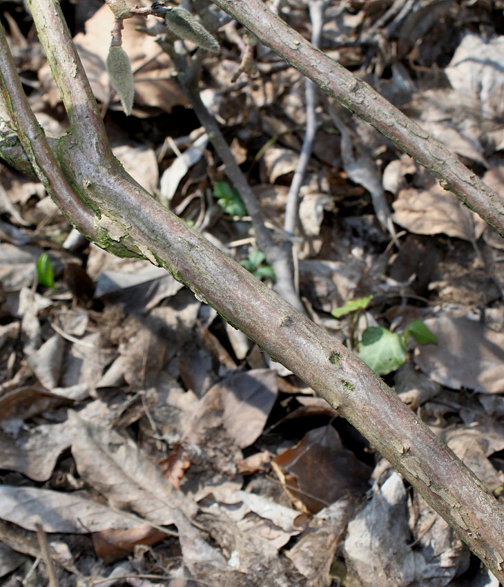 Image of Vaccinium corymbosum specimen.