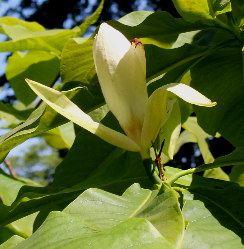 Image of Magnolia tripetala specimen.