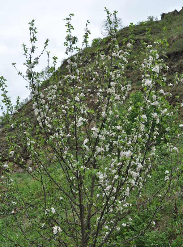 Image of Malus orientalis specimen.