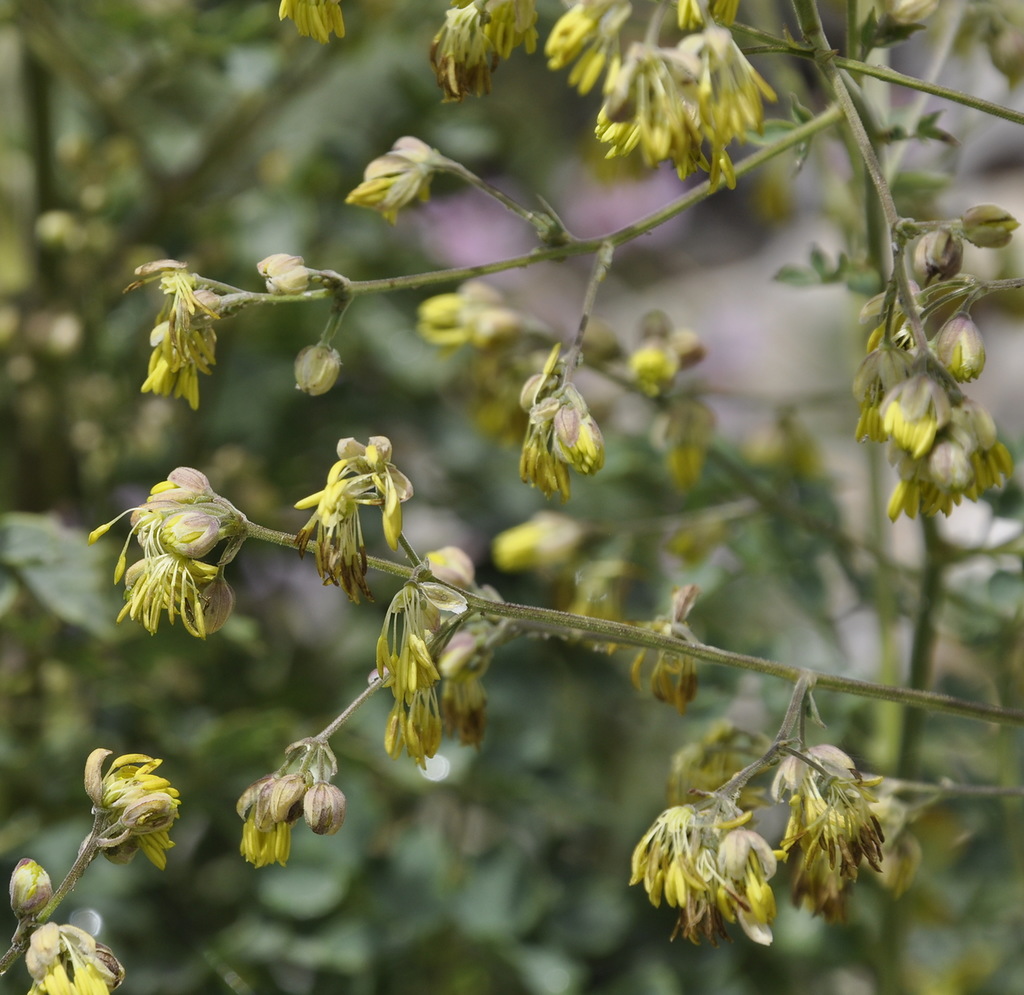 Image of Thalictrum minus ssp. olympicum specimen.