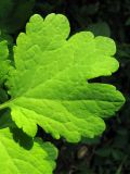 Chelidonium majus. Конечный сегмент листа. Краснодарский край, окр. г. Крымск, сорное под плодовыми деревьями. 27.07.2013.