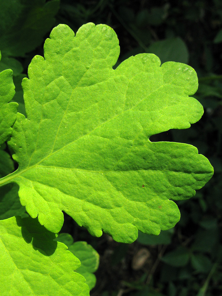 Изображение особи Chelidonium majus.