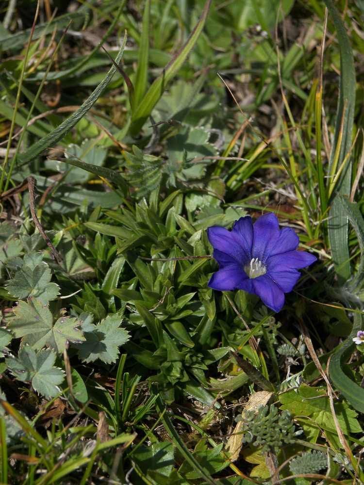 Image of Gentiana dshimilensis specimen.