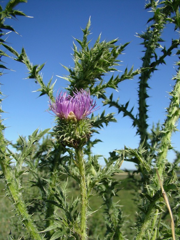 Изображение особи Carduus acanthoides.