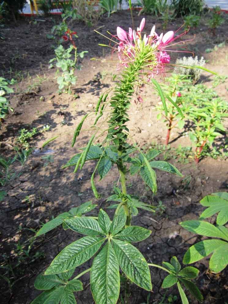 Image of Tarenaya hassleriana specimen.