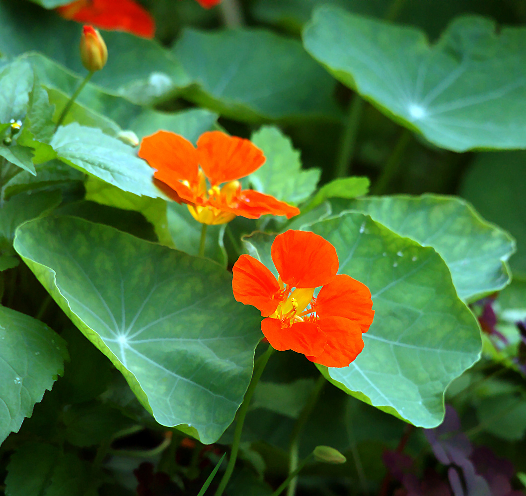 Image of Tropaeolum majus specimen.