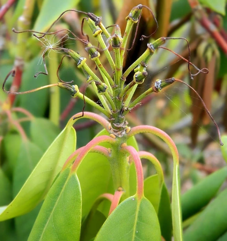 Изображение особи род Rhododendron.