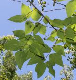 Celtis bungeana. Верхняя часть плодоносящей ветки. Германия, г. Дюссельдорф, Ботанический сад университета. 04.09.2013.