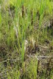 Typha latifolia