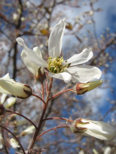 Image of genus Amelanchier specimen.